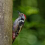 A small and uncommon woodpecker, the Middle Spotted Woodpecker
