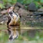Bathing time for this lovely Middle Spotted Woodpecker