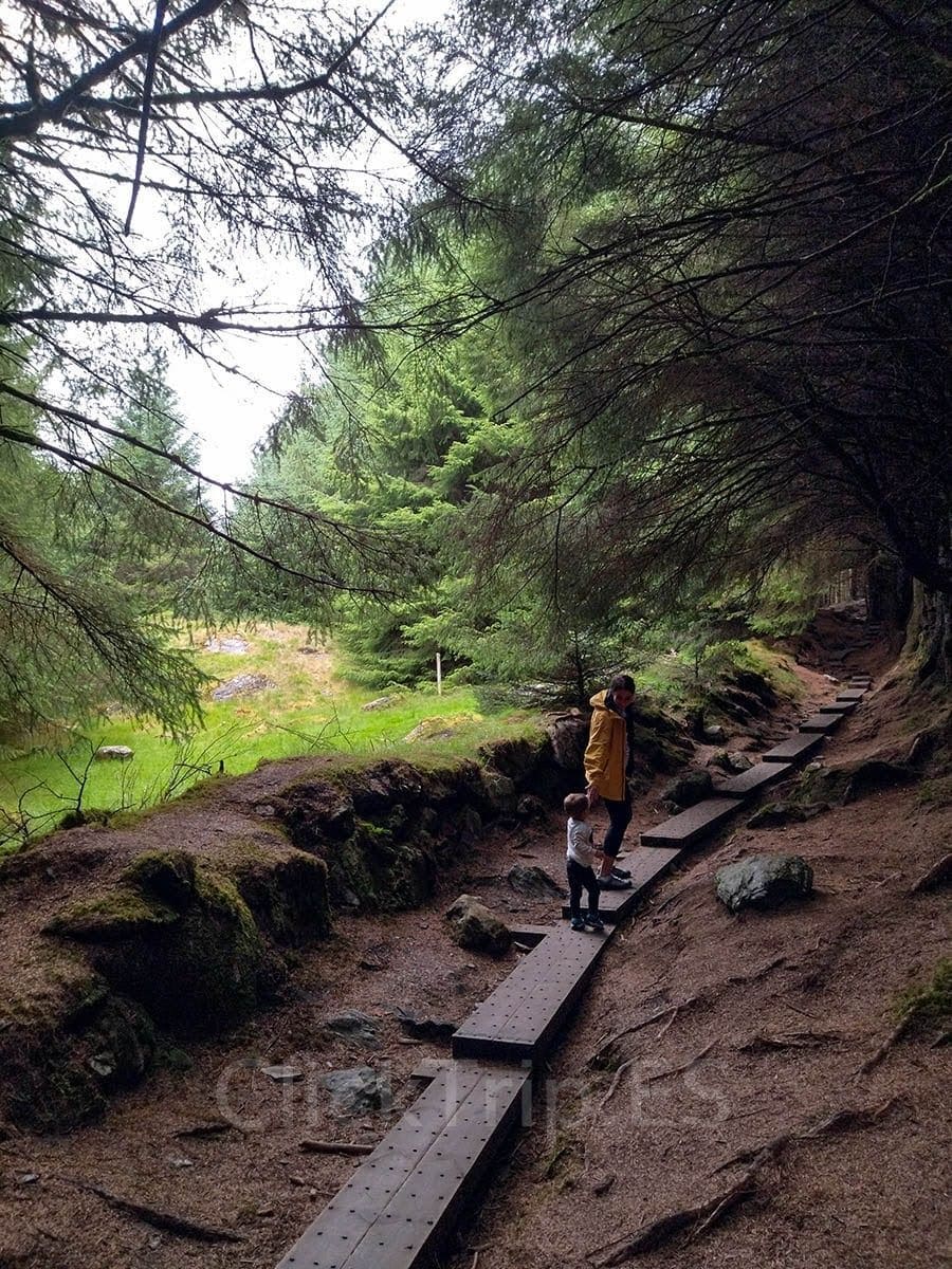 Ballinastoe Woods Wicklow Irlanda Bosque Mágico ClickTrip Ruta con niños