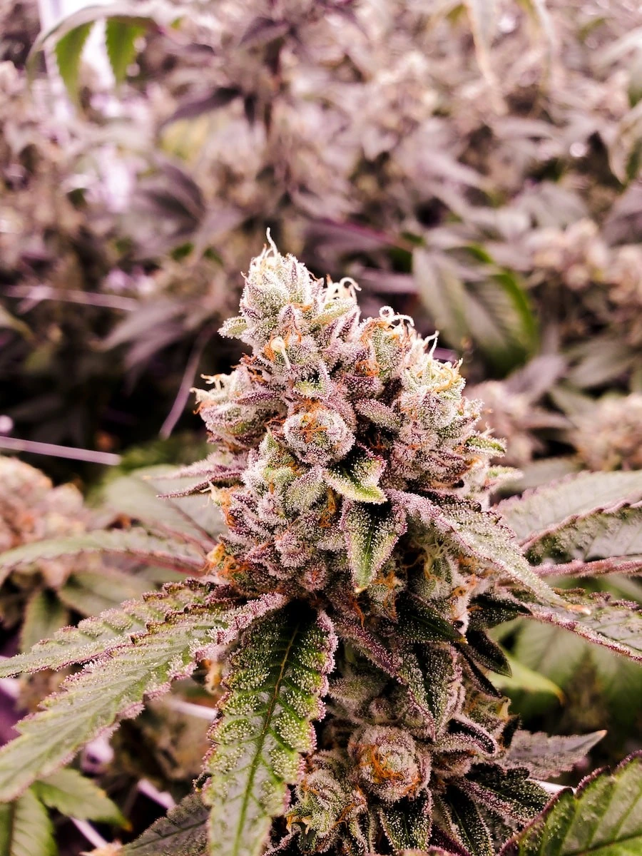 medical cannabis