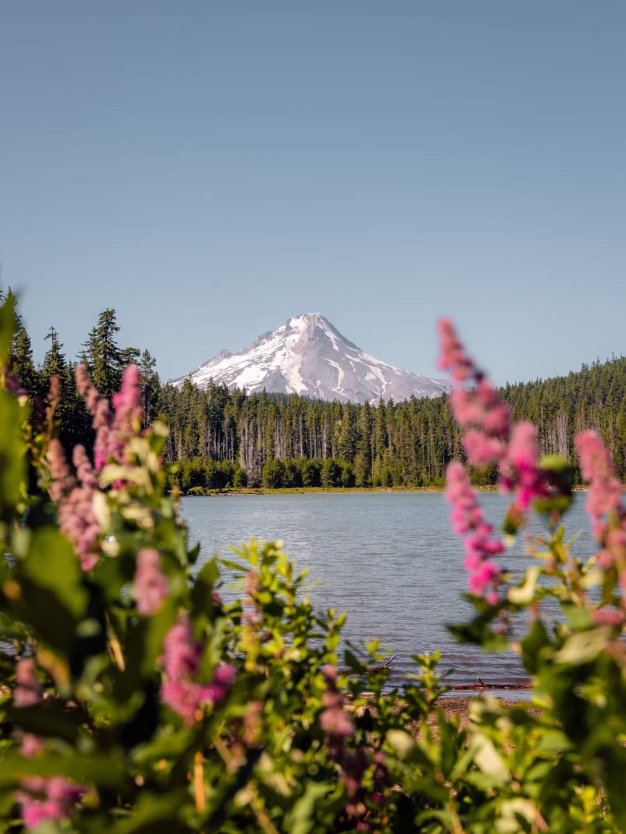 Mount Hood in the summer from Frog Lake with pink wildflowers int the foreground.