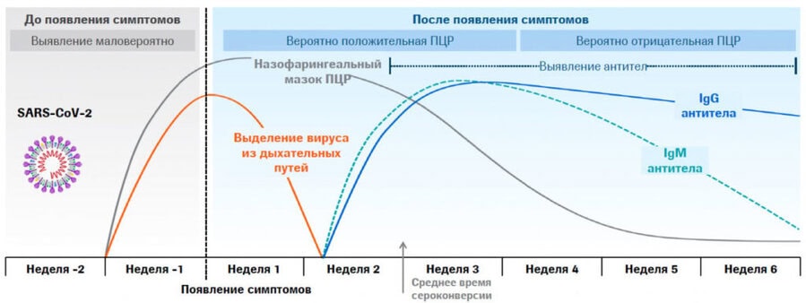 Разница между тестом на Антитела и ПЦР тестом 3 Временные интервалы положительного ПЦР теста и серологического теста на антитела при SARS-CoV-2