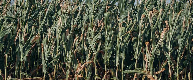 cornfield nebraska weather