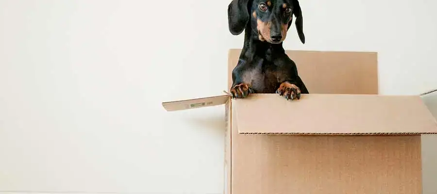 packing moving boxes