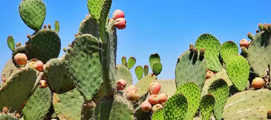 new mexico cities