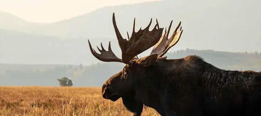 grand Teton national park