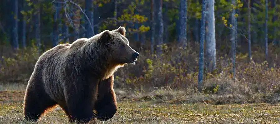 grizzly bear