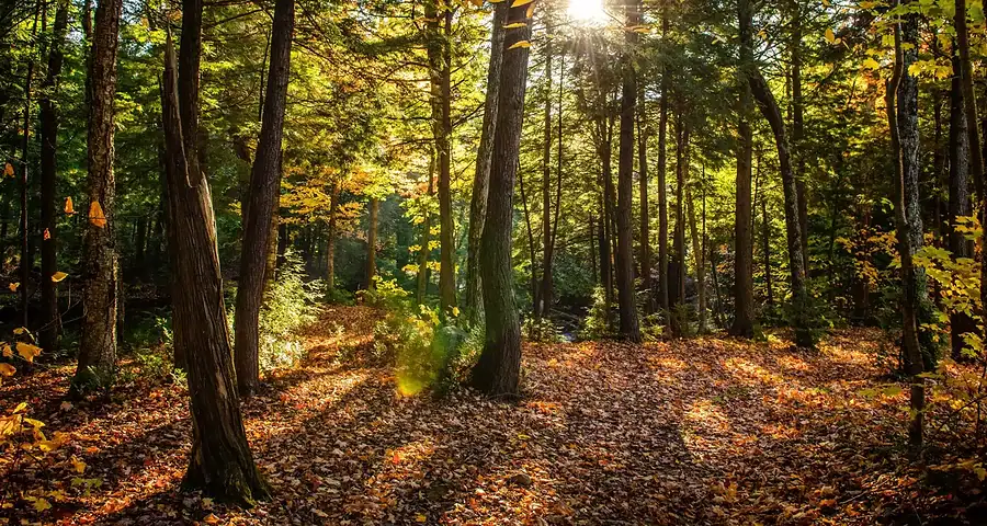 finance verte 2026 - forêt verdoyante symbolisant l'investissement responsable et la transition écologique