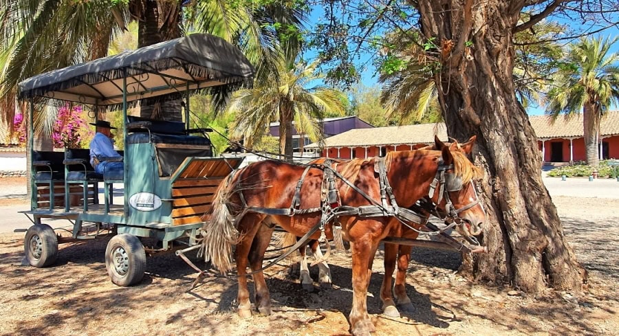 Unusual transport at the lovely Santa Rita winery