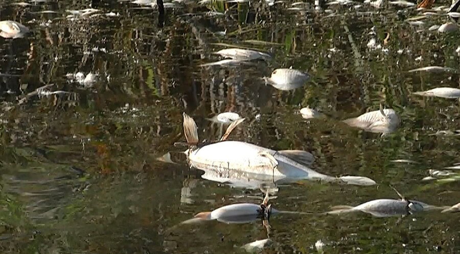 рыбаки чапаевска и самарской
