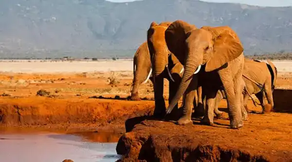 Red elephants walking through Tsavo East National Park on luxury safari tour