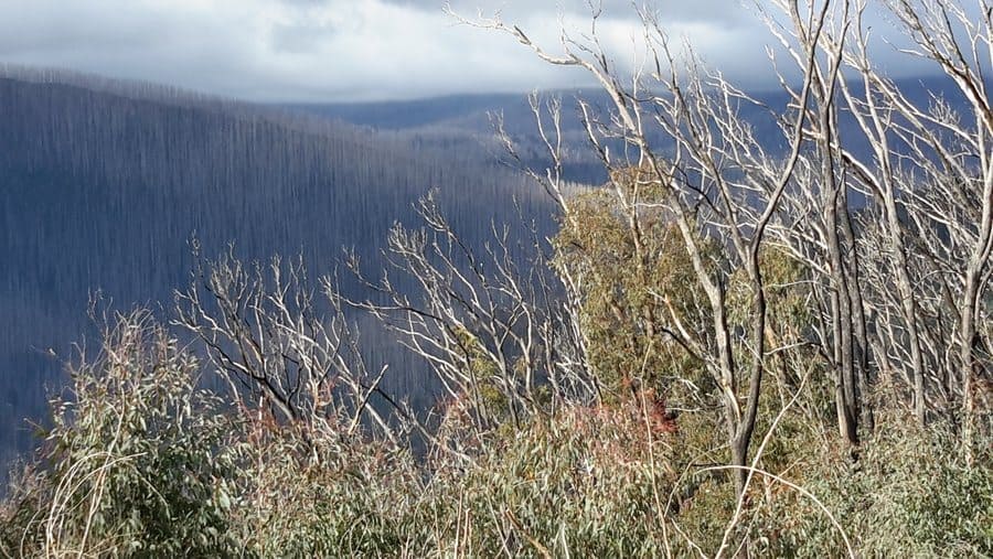 Burnt Forest, a result of the Black Saturday Fires in February, 2009, near Marysville