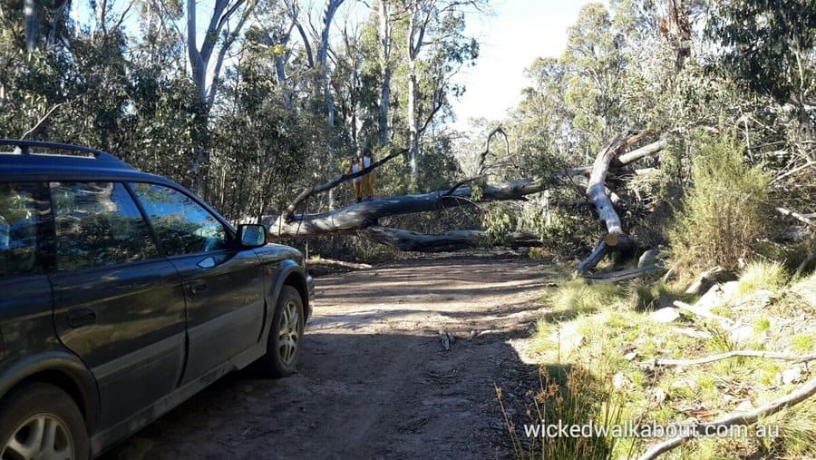 9 Bryce - Moroka Road Tree Block