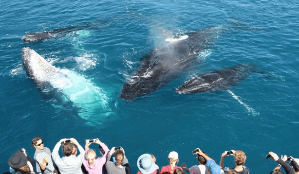 whale watching mirissa