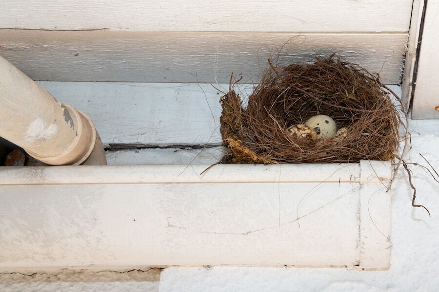 How to Disinfect a Bird Nest