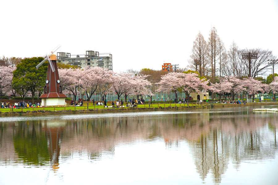 ハシゴ桜