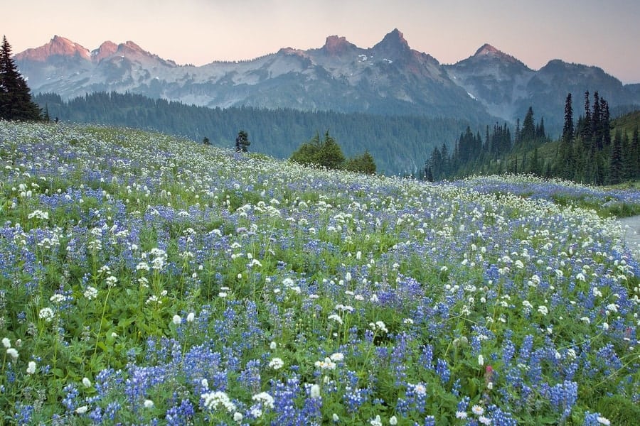 Mount Rainier National Park in the summer