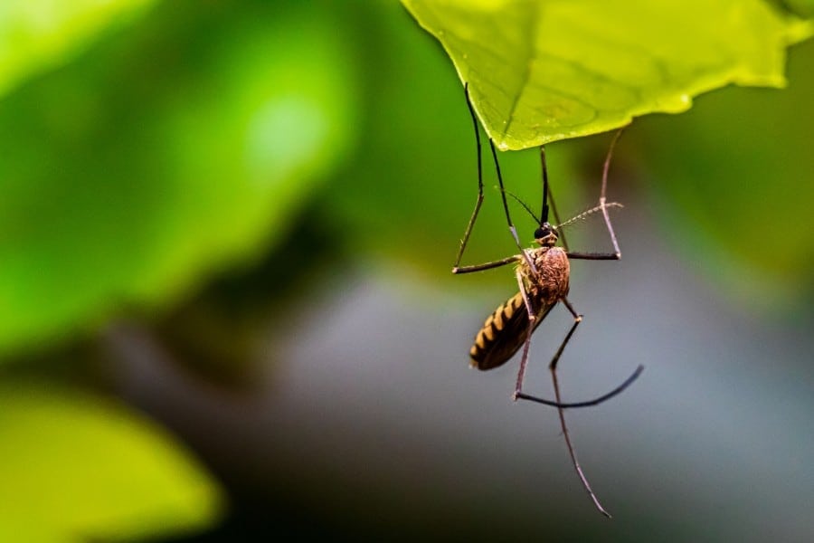 brown mosquito hanging on a leaf