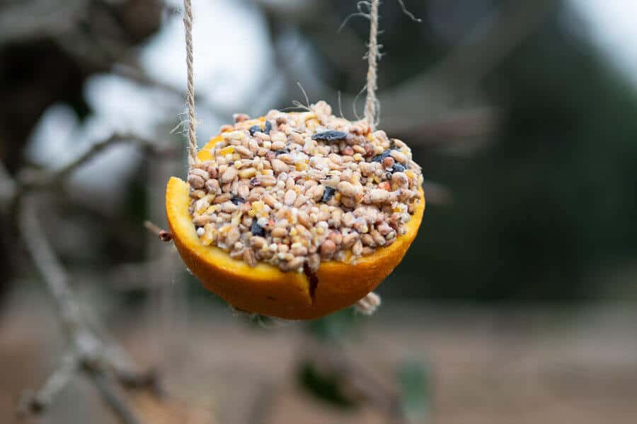 orange peel bird feeder