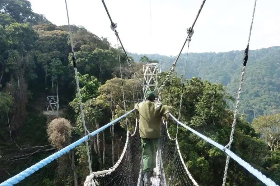 Why Nyungwe’s New 2026 Trails are Outshining the Gorillas