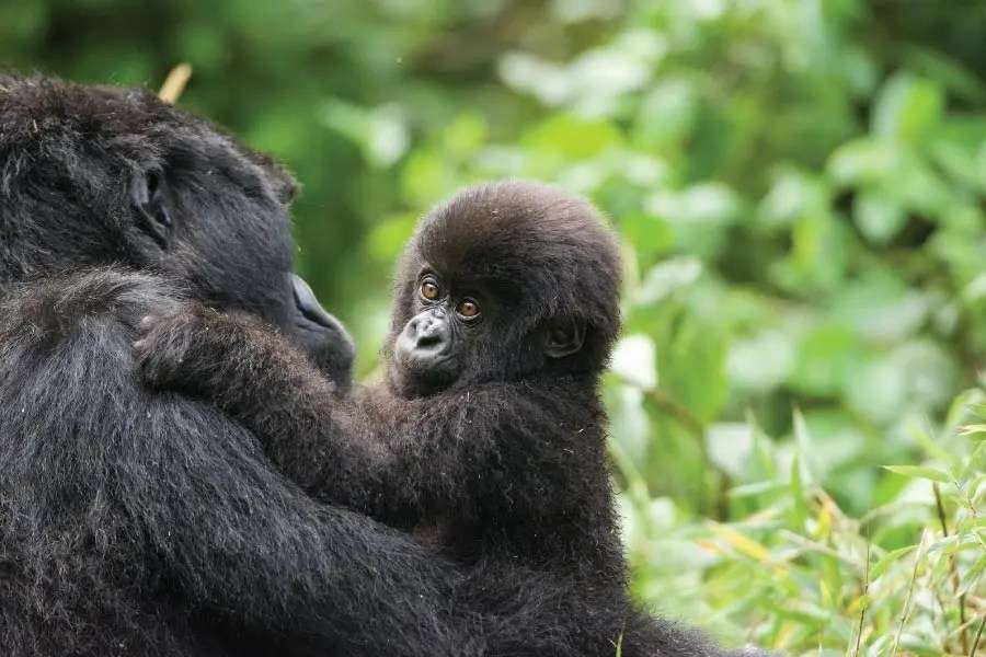 A gorilla infant with its mother
