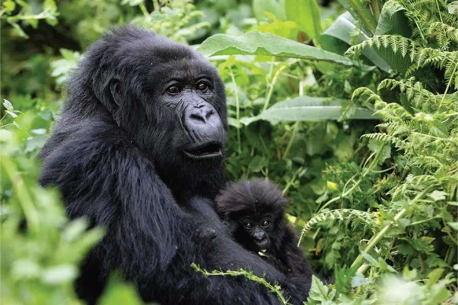 Best time to visit Rwanda for safari holiday