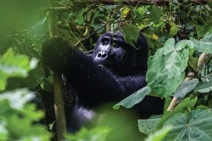 Female gorilla in the forest