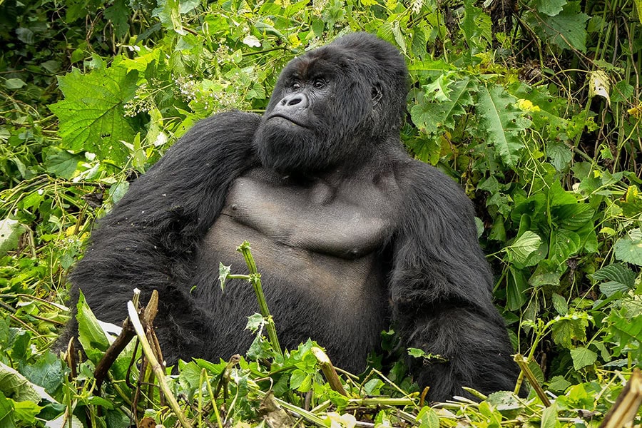 Gorilla Habituation in uganda