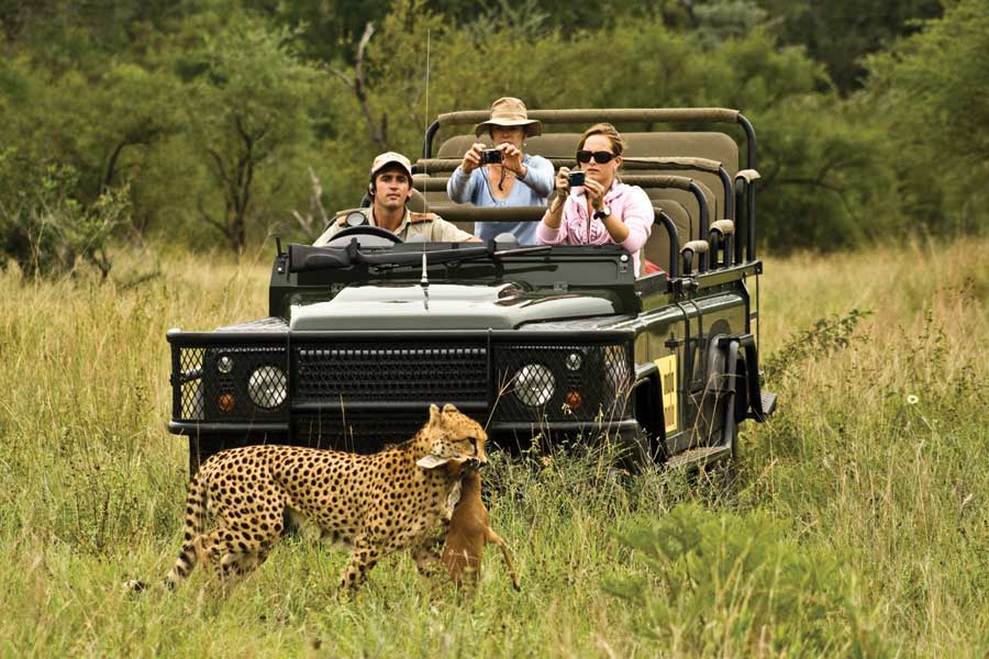 Mala Mala game reserve Cheetah kill 1