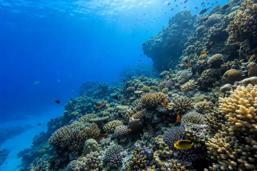 Coral reef in Ras Mohammed National Park