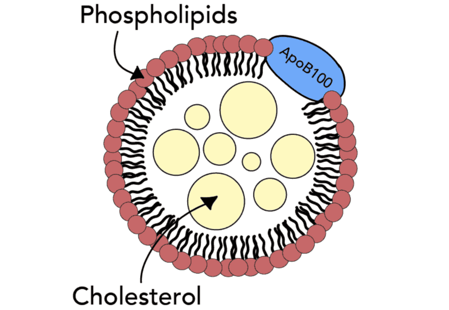 Apolipoprotein B (apoB) - the Best Marker to Predict Cardiovascular Risk