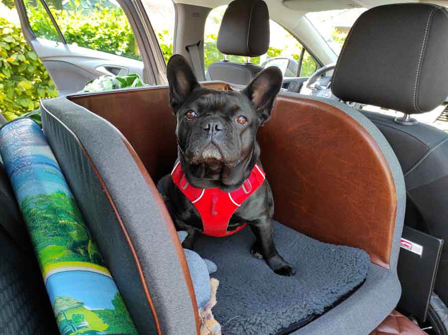 Hund in einem Sitz von Dogstyler. Sicherheitssitz für Hunde.