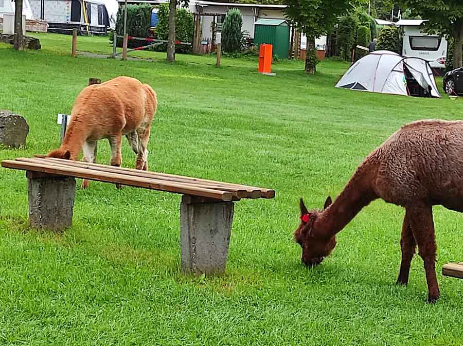 Zwei Alpakas grasen auf der Wiese bei Camping Paulfeld.