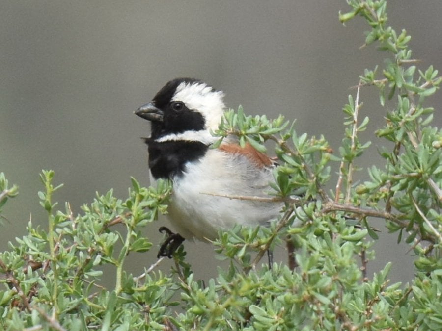 Male Cape Sparrow with its black head and white stripe, a bird that roosts on beams and gets into ceilings.