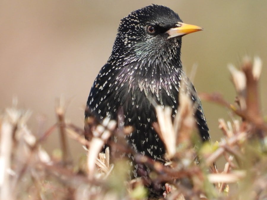 European Starling with yellow bill and pale speckled plumage, the bird most likely to nest inside a ceiling.