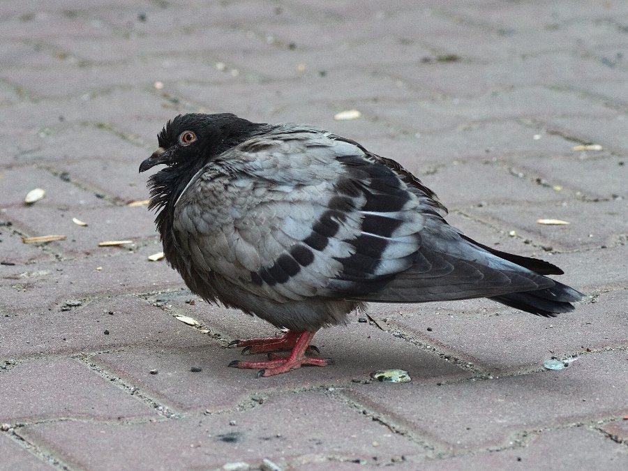 Feral Pigeon, the common grey town pigeon, one of the birds Exclusive Eco proofs buildings against in the Garden Route.