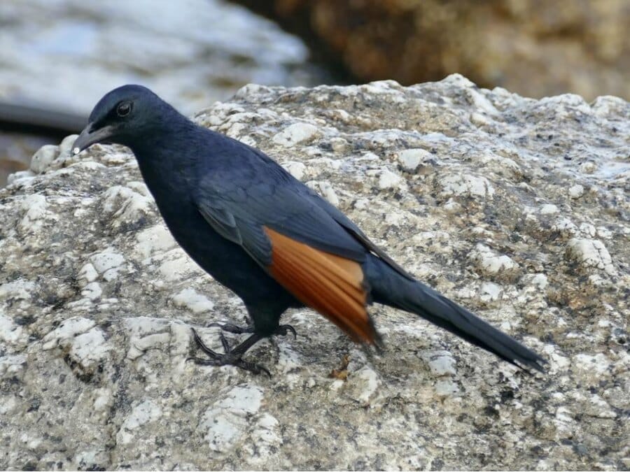 A male Red-winged Starling on a rock ledge with its rust coloured flight feathers showing, a cliff nester that readily nests on buildings.