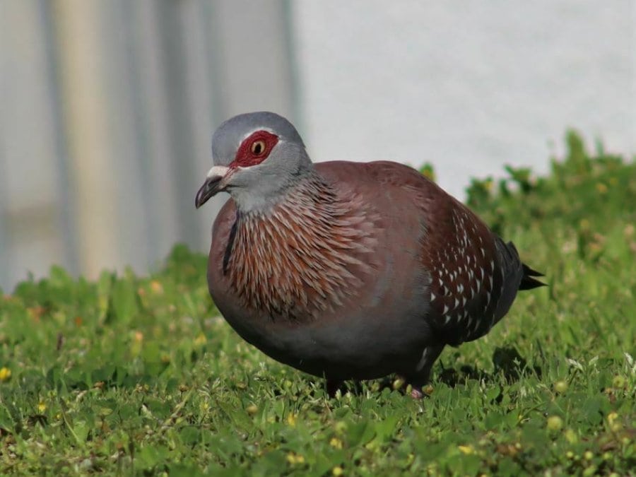 Speckled Pigeon showing its red eye patch and white flecked wings, a common roosting bird on Garden Route buildings.
