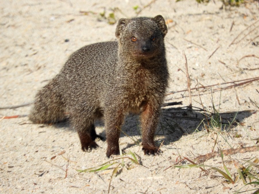 A Cape grey mongoose standing on sand and looking towards the camera