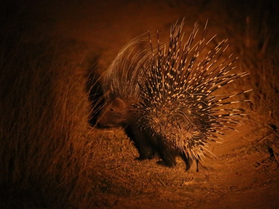 A Cape porcupine at night with its quills raised, lit by a lamp