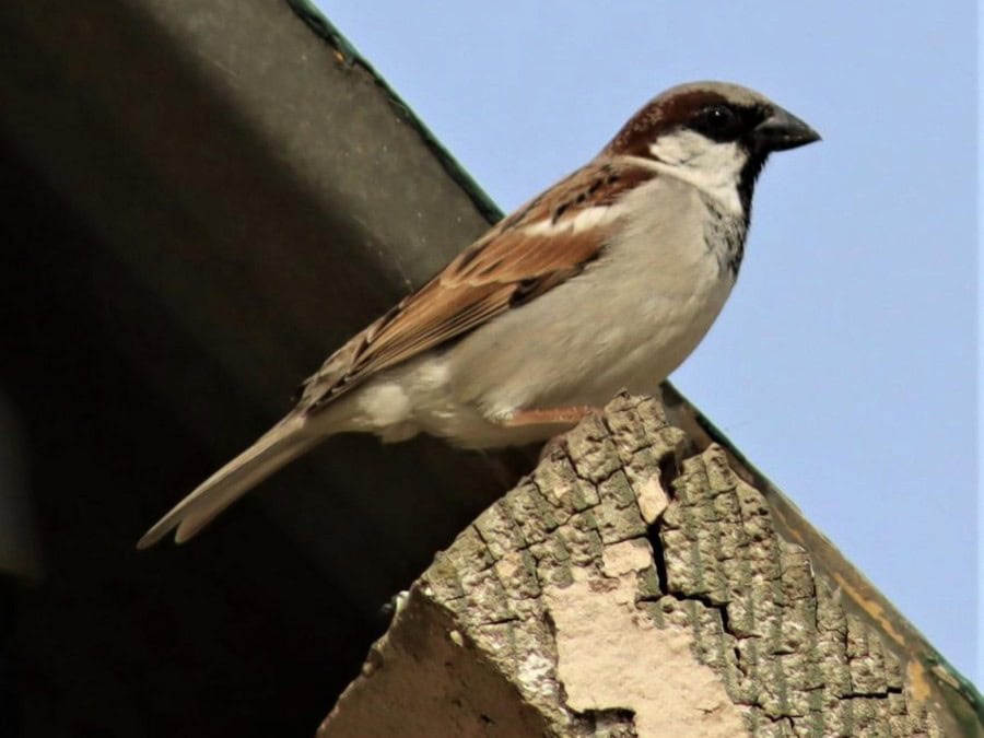 A male House Sparrow with a grey crown and black bib perched on the end of a roof beam, one of the birds that nests in eaves and roof voids on Garden Route buildings.