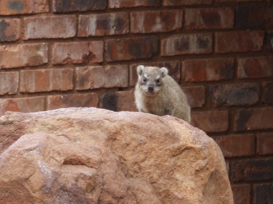 A rock dassie on a boulder in front of a red brick house wall