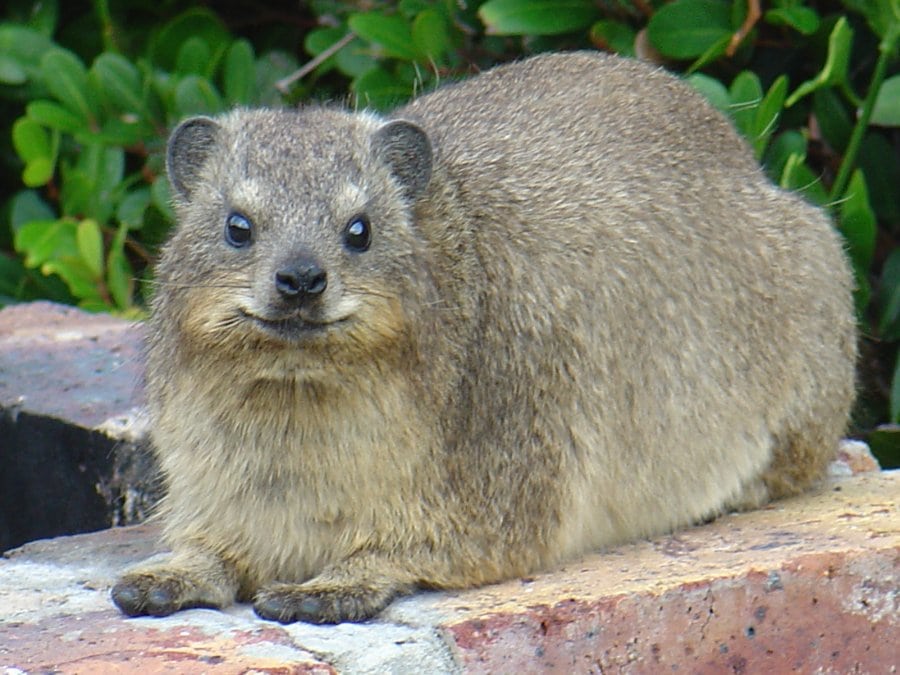 A rock dassie resting on a flat stone ledge in front of green shrubs