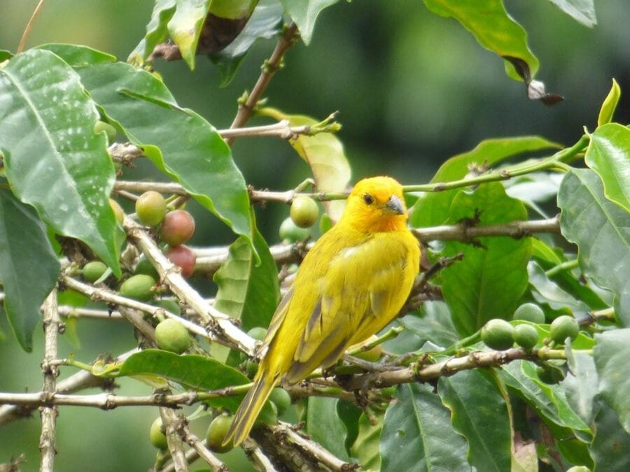 yellow bird on coffee plant