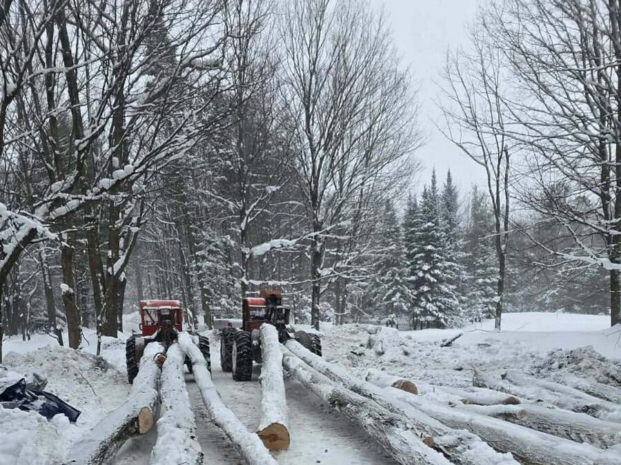 Land Clearing in Jamestown, NY Hardwood logs skidded out and decked along a snowy trail during winter clearing