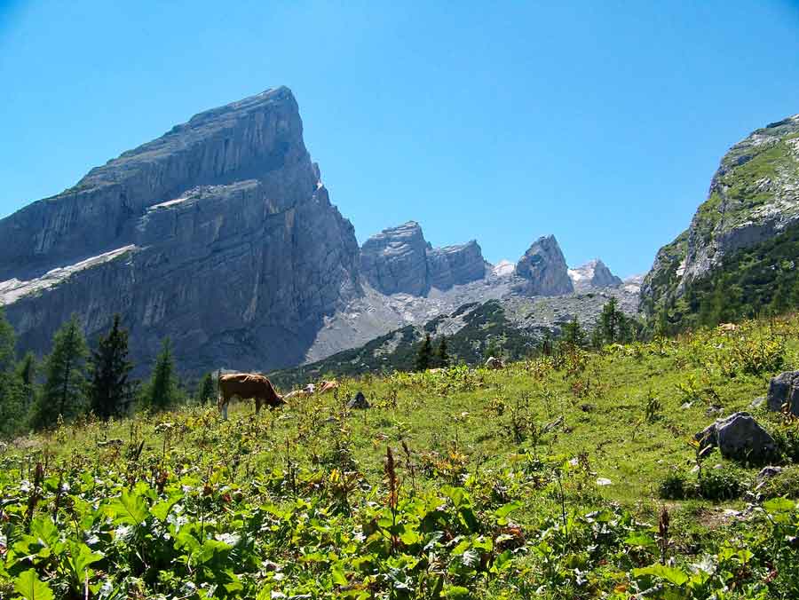 Grasende Kühe vor dem Bergmassiv in luftiger Höhe.