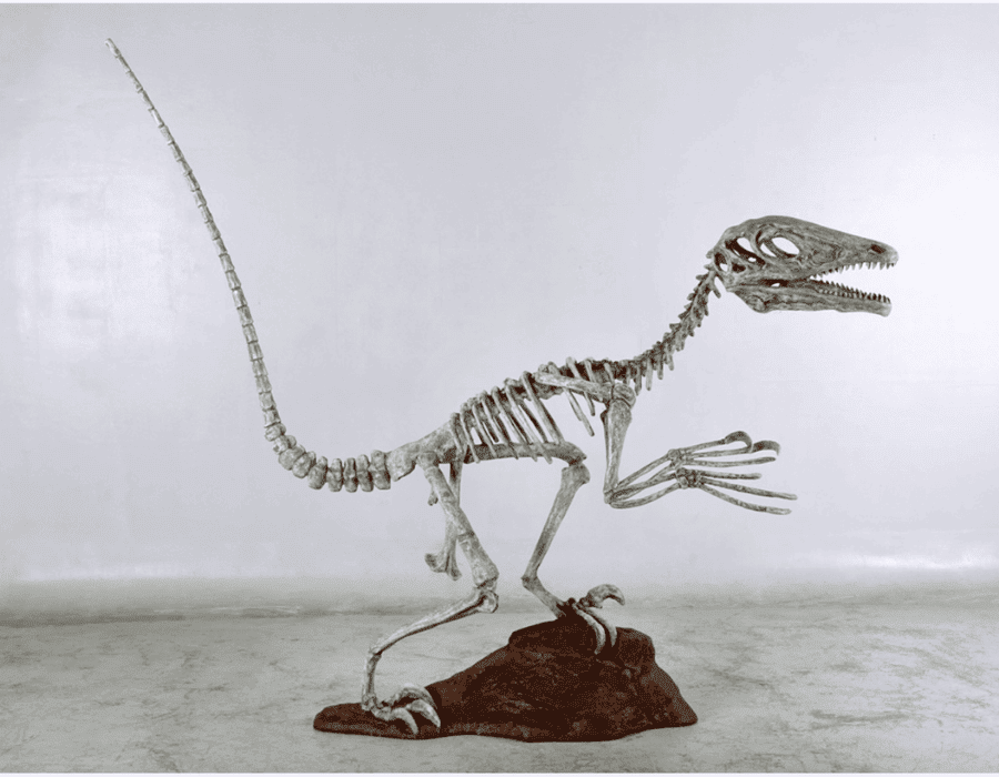 Add On Option: Build a  Dinosaurs Rock Deinonychus Skeleton at your Dinosaurs Rock Birthday Party