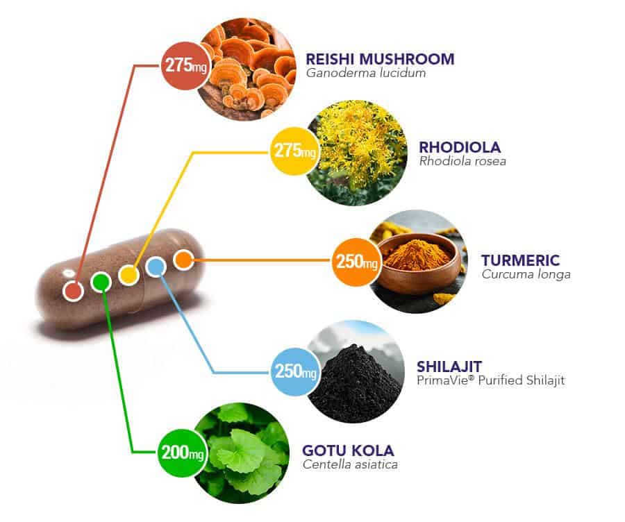 Daily Herbal Capsule breakdown - ingredients