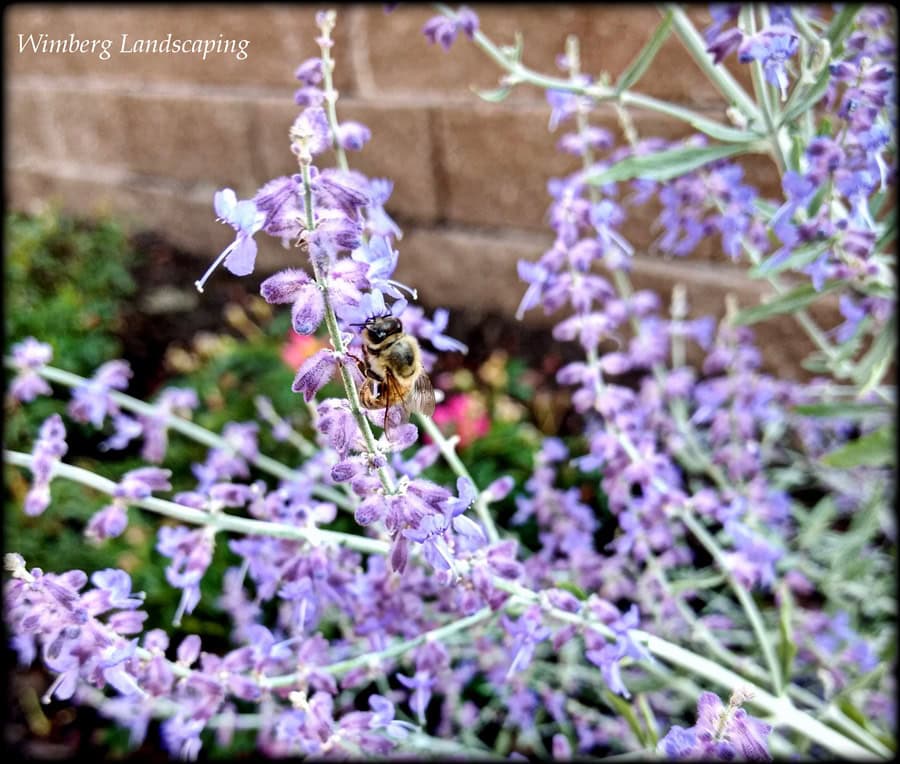 Read more about the article The Growing Popularity of Pollinator Gardens