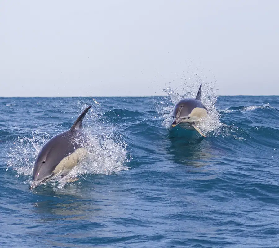 Wild dolphins swimming and leaping in the Atlantic Ocean near Lisbon, Portugal, spotted during a dolphin watching boat tour.